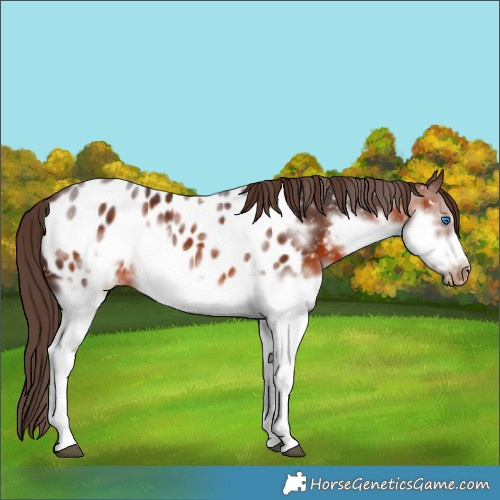 Horse Color:Brown Sabino Splash Frame Appaloosa Rabicano 