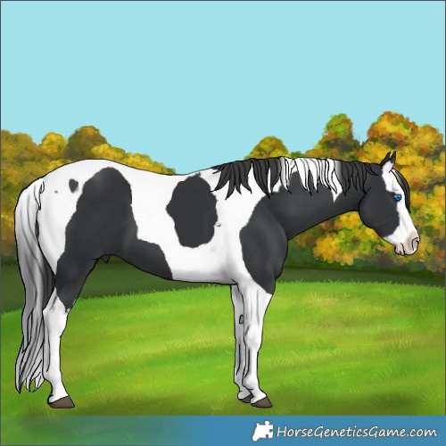 Horse Color:Black Splash Tobiano 