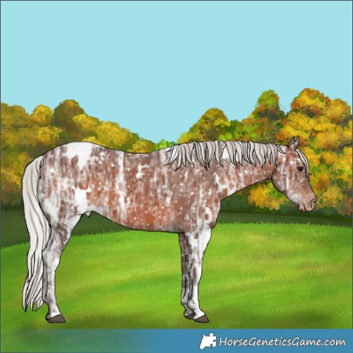 Horse Color:White Spotted Silver Brown Ice Appaloosa 