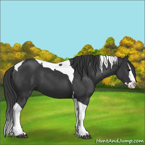 Horse Color:Black Splash Tobiano
