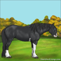 Horse Color:Black Splash Tobiano 