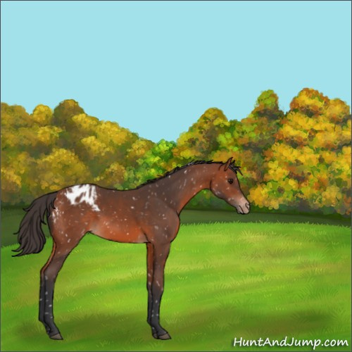 Horse Color:Bay Appaloosa 