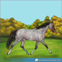 Horse Color:Brown Roan Sabino Rabicano  and Bay Roan Sabino Rabicano 