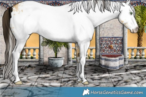 Horse Color:White Spotted Sable Cream Champagne Dun Rabicano