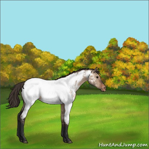 Horse Color:Brown Dun Appaloosa 