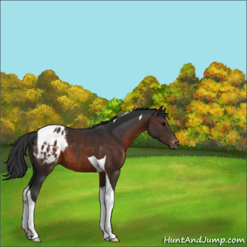Horse Color:Brown Tobiano Appaloosa