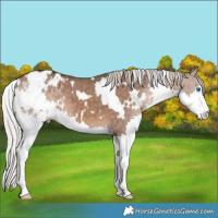 Horse Color:White Spotted Silver Brown Dun Splash Varnish