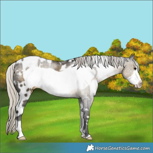Horse Color:White Spotted Silver Buckskin Frame Appaloosa Rabicano 
