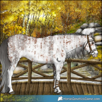 Horse Color:Bay Sabino Rabicano  and Gray Bay Sabino Rabicano 