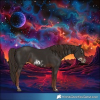 Horse Color:Liver Chestnut Sabino Rabicano  and Liver Chestnut Sabino Frame Rabicano 