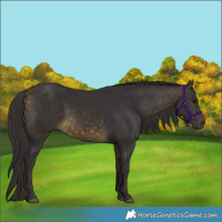 Horse Color:Buckskin Rabicano