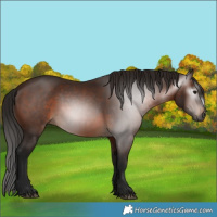 Horse Color:Gray Bay