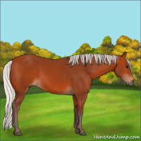 Horse Color:Silver Bay 