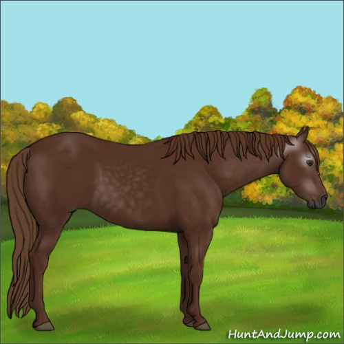 Horse Color:Gray Chestnut 