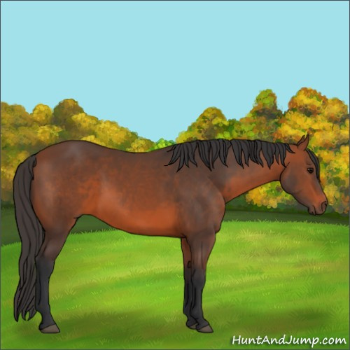Horse Color:Bay 