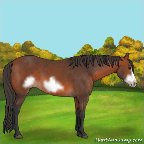 Horse Color:Bay Frame