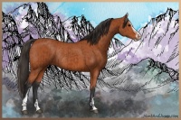 Horse Color:Bay Sabino Rabicano  and Bay Sabino Rabicano 