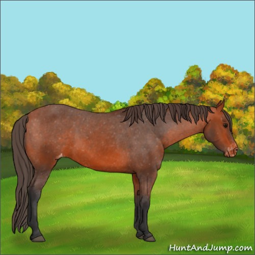 Horse Color:Bay Appaloosa 