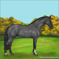 Horse Color:Blue Roan Tobiano
