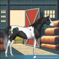 Horse Color:Black Splash Tobiano 