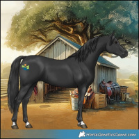 Horse Color:Black 