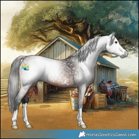 Horse Color:Gray Bay 