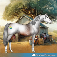 Horse Color:Gray Bay 
