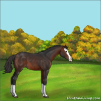 Horse Color:Bay Splash 