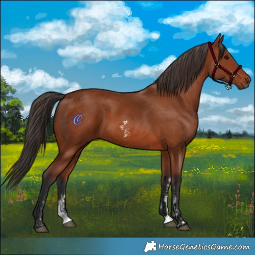 Horse Color:Bay Sabino Rabicano  and Bay Sabino Rabicano 