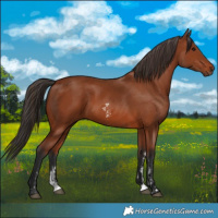 Horse Color:Bay Sabino Rabicano and Bay Sabino Rabicano