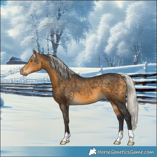 Horse Color:Silver Buckskin 