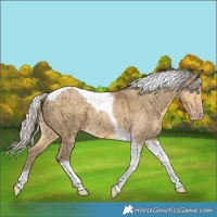 Horse Color:Silver Classic Cream Champagne Dun Tobiano Brindle