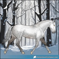 Horse Color:Gray Smoky Grullo Tobiano