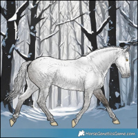 Horse Color:Gray Smoky Grullo Tobiano 