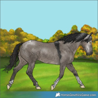 Horse Color:Gray Smoky Grullo Tobiano