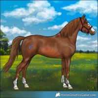 Horse Color:Chestnut 