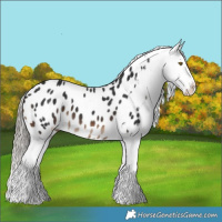Horse Color:Liver Chestnut Splash Appaloosa 