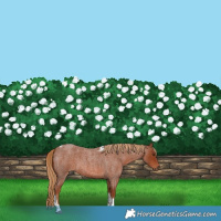 Horse Color:Red Roan Tobiano 