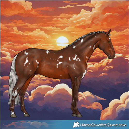 Horse Color:White Spotted Silver Bay Rabicano 