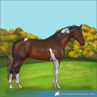 Horse Color:Liver Chestnut Tobiano 