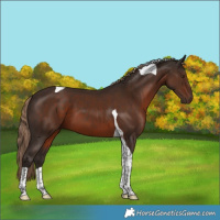 Horse Color:Liver Chestnut Tobiano