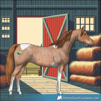 Horse Color:Red Roan Tobiano 