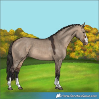 Horse Color:Bay Dun Appaloosa 