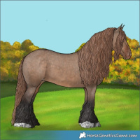Horse Color:Liver Red Dun Appaloosa 