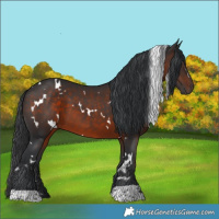 Horse Color:White Spotted Brown 