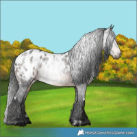 Horse Color:Gray White Spotted Brown Blanket 