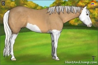 Horse Color:Silver Buckskin Splash