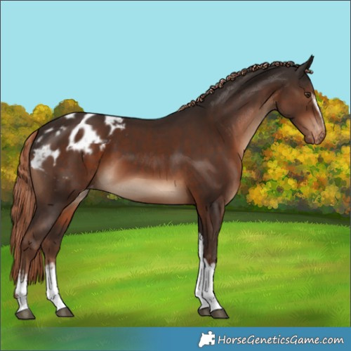 Horse Color:White Spotted Liver Chestnut Tobiano Appaloosa