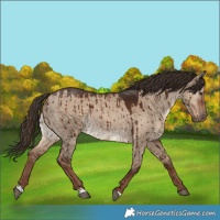 Horse Color:Liver Red Dun Rabicano Brindle