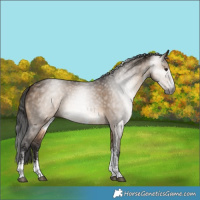 Horse Color:Gray Bay Dun Sabino Rabicano 